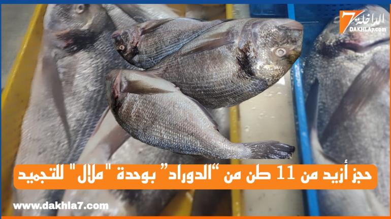 تقرير: ارتفاع أنشطة الصيد غير المرخص يهدد استدامة الموارد السمكية بالمغرب