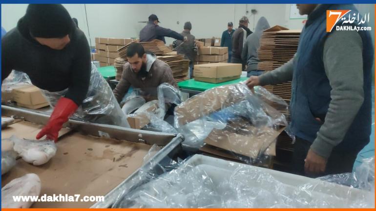 مبادرة حسنة.. مندوبية الصيد توزع سمك الدوراد على دور الرعاية والخيريات
