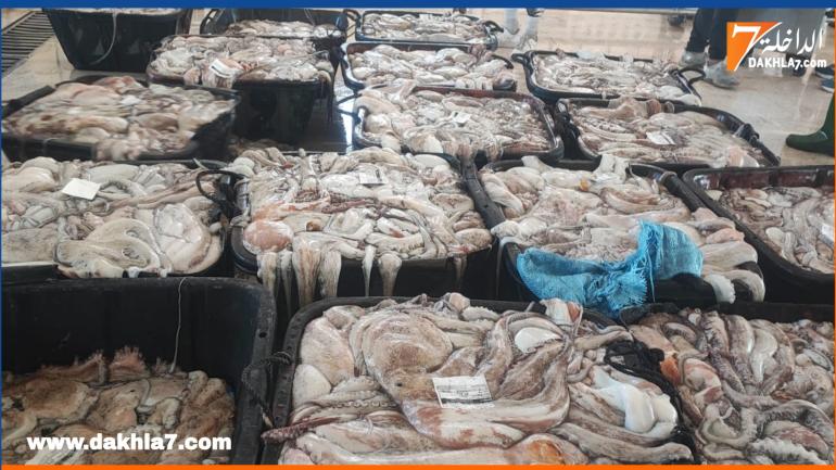 استئنتاف نشاط صيد الأخطبوط والحبار منتصف الشهر القادم