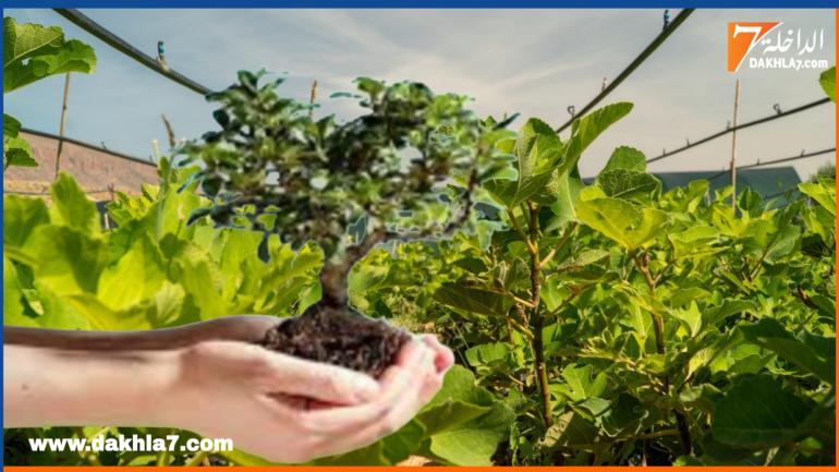 الداخلة على موعد مع مشروع لإنتاج 350 ألف شجرة سنويا