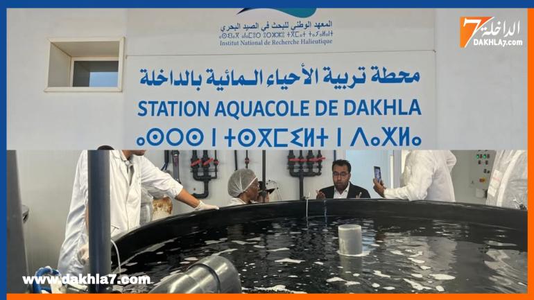 مجلس الحكومة يصادق على مشروع مرسوم يتعلق بتربية الأحياء المائية البحرية