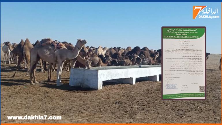 الجمعية المهنية لكسابة للمواشي بجهة الداخلة تدق ناقوس الخطر بسبب الكلاب الضالة وتدهور غطاء النباتي