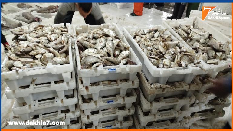 توقيف شاحنة محملة بـ 6.8 أطنان من الأسماك غير القانونية بالداخلة