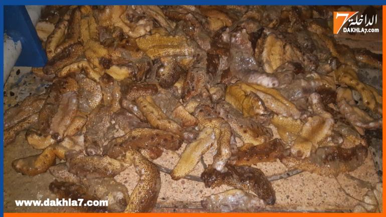 فرار شخصان وحجز 100كلغ من خيار البحر بالداخلة