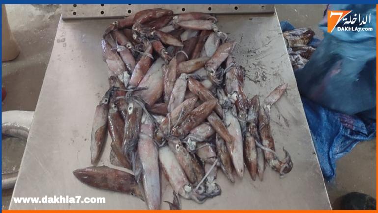 كتابة الدولة ترخص لصيد الحبار “السيبيا” والأخبوط خلال موسم الأخطبوط