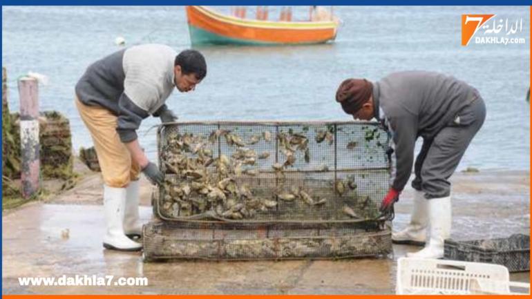 سموم بحرية بمستويات تتجاوز المعايير المقبولة تتسبب في حظر جمع وتسويق المحار بالمنطقة المصنفة سينترا بجهة الداخلة