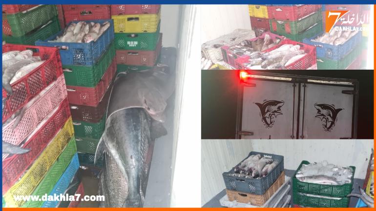 حجز أزيد من 7000 كلغ من الأسماك المهربة وتوقيف تسعة أشخاص يشتبه في تورطهم في هذه العملية غير القانونية