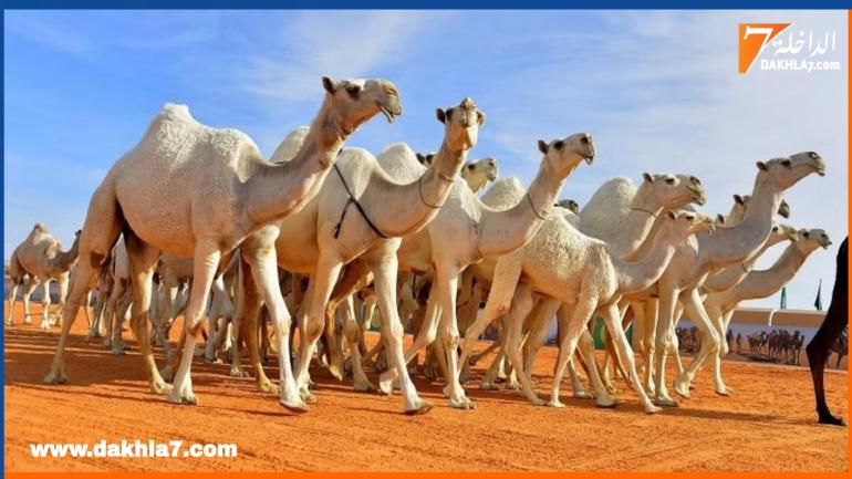 توقيف مجموعة من الأشخاص يشتبه في تورطهم في سرقة الإبل بصحاري الداخلة