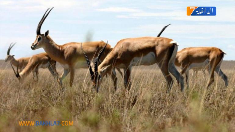 اللجنة التقنية للمناطق المحمية تقدم مشروع إحداث المنتزه الوطني الداخلة وادي الذهب