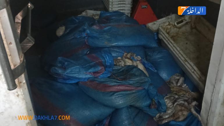 حجز كميات مهمة من الأخطبوط المهرب بجماعة العرگوب