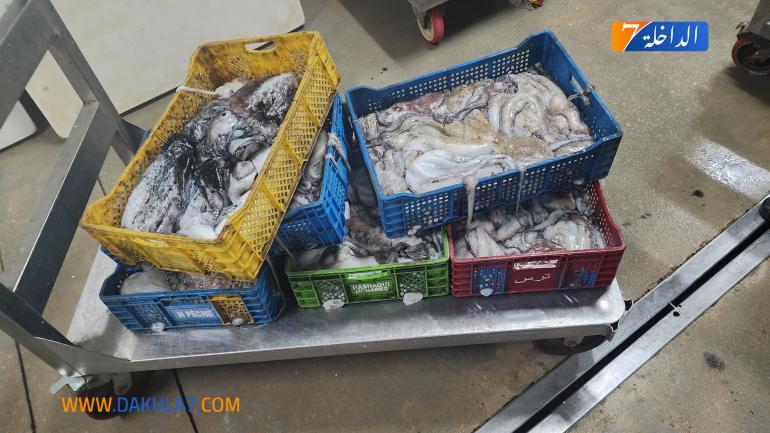 توقيف شخص وحجز كميات من الأخطبوط و”السيبيا”