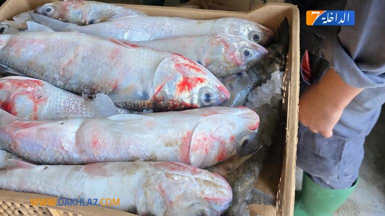 حجز أزيد من طنين من سمك “البوري” وإحباط محاولة ترويجه في السوق السوداء