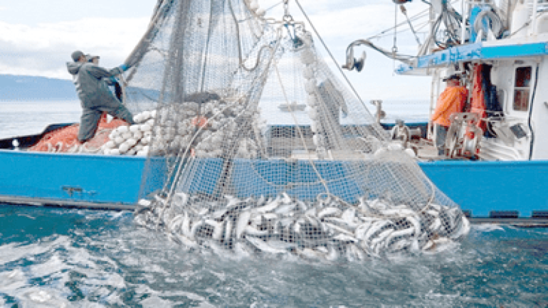 انخفاض مفرغات الصيد الساحلي والتقليدي بـ 06 في المئة عند متم شتنبر المنصرم بميناء الداخلة