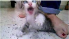 مديرية الأمن…واقعة تعذيب القطط وقعت في ماليزيا و ليس في طنجة