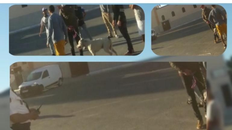 ولاية أمن العيون تتفاعل مع مقطع فيديو متداول يوثق لشخص مصحوب بكلب وهو يعرض موظف شرطة للتهديد بالداخلة