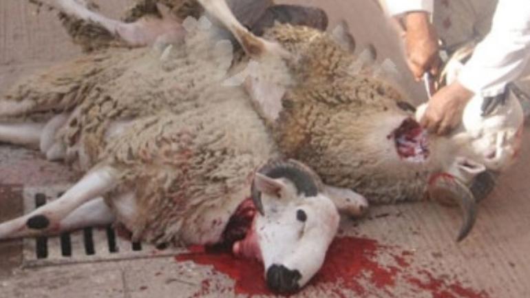 وزارة الأوقاف تعلن عن توقيت ذبح أضاحي العيد