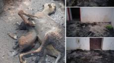 حريق تغمرت بضواحي كليميم يأتي على أشجار النخيل و منازل الساكنة و يسجل حالات إغماء