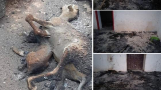 حريق تغمرت بضواحي كليميم يأتي على أشجار النخيل و منازل الساكنة و يسجل حالات إغماء