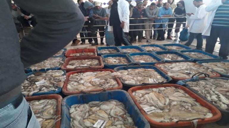 وزارة الصيد تفرج عن الجدولة الزمنية لانطلاق موسم الأخطبوط في نسخته الصيفية لسنة 2021