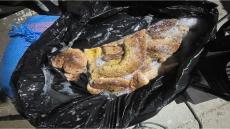 مصالح مندوبية الصيد البحري بميناء المرسى بالعيون تحجز كمية مهمة من خيار البحر
