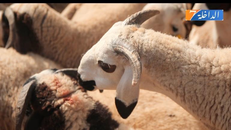 عرض وفير ومتنوع من الأضاحي الموجهة للذبح بالداخلة