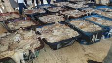 حصيلة موسم الأخطبوط الشتوي بالداخلة بالأرقام