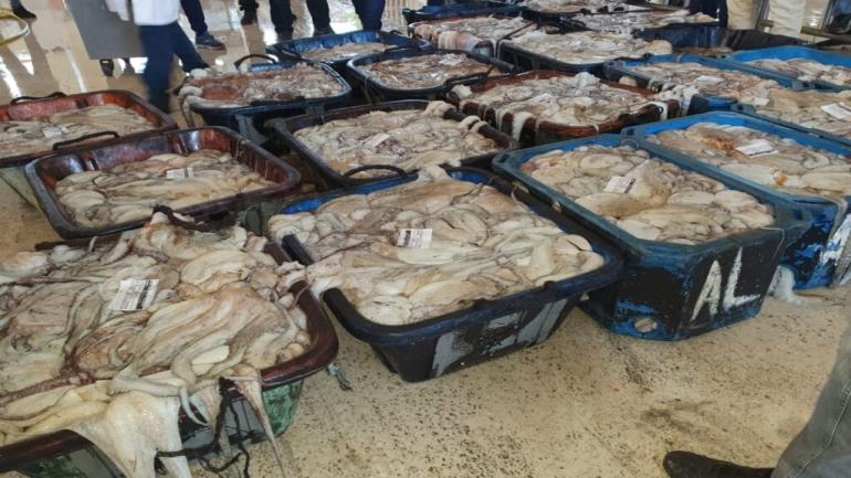 حصيلة موسم الأخطبوط الشتوي بالداخلة بالأرقام