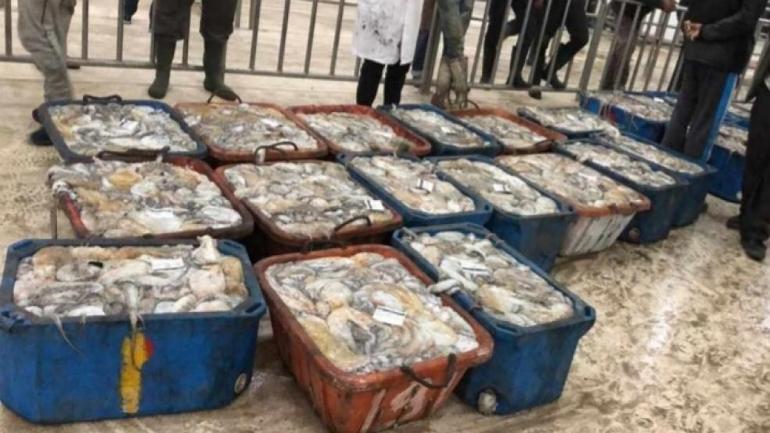 إعلان عن تأسيس تنسيقية تجار السمك الصحراويين بالجملة والتقسيط بجهة الداخلة وادي الذهب