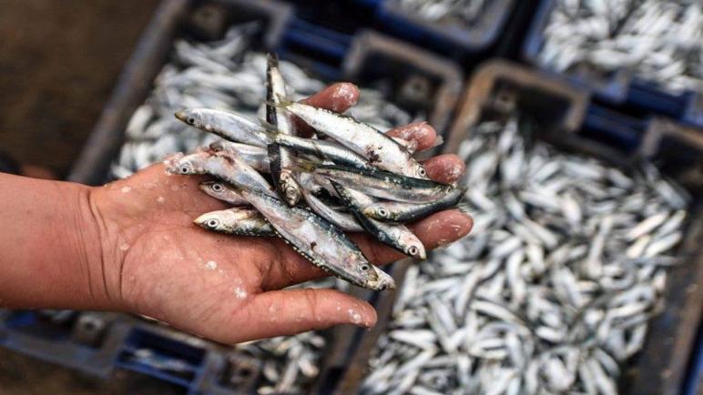 المصنعون يرفعون راية الرفض في وجه إتفاق المجهزين والتجار حول أثمنة السمك الصناعي