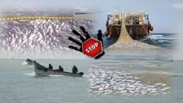 رمي عشرات الأطنان من سمك الكوربين في عرض البحر