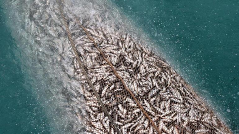 روسيا تسارع الزمن لتجديد إتفاق الصيد مع المغرب