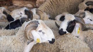 إعطاء انطلاقة ترقيم الأغنام والماعز استعدادا لعيد الأضحى 1445