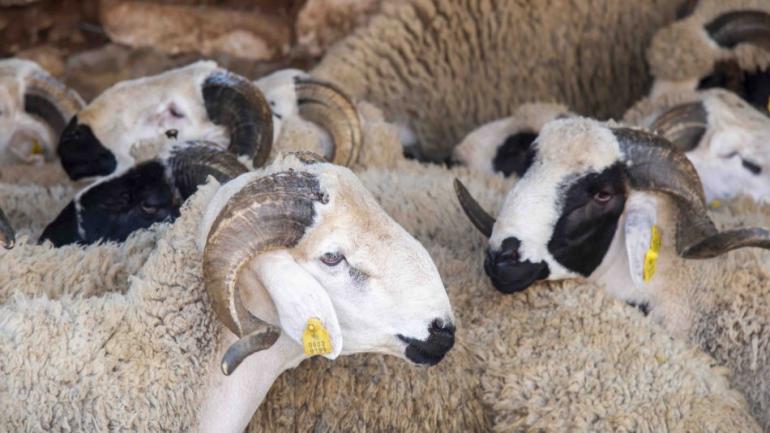 إعطاء انطلاقة ترقيم الأغنام والماعز استعدادا لعيد الأضحى 1445